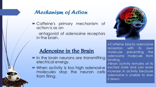 caffeine mechanism of action